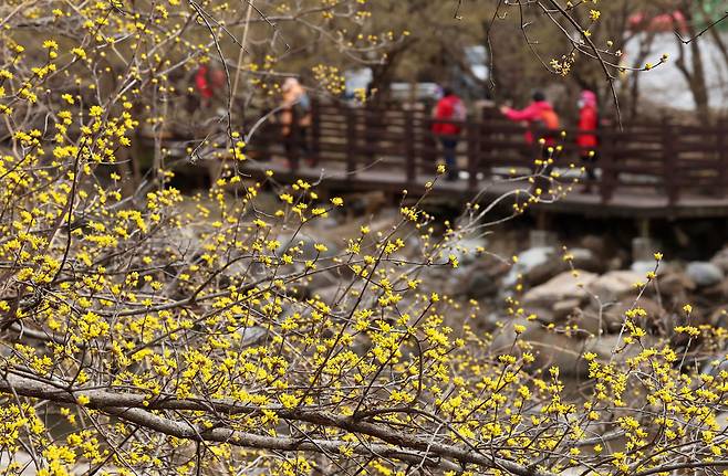 손목닥터9988 이용자는 올해 1월 기준 160만명을 넘어섰다. 사진은 지난 13일 전남 구례군 산동면 산수유마을에서 봄나들이 나선 시민들이 산책하는 모습. [연합뉴스]