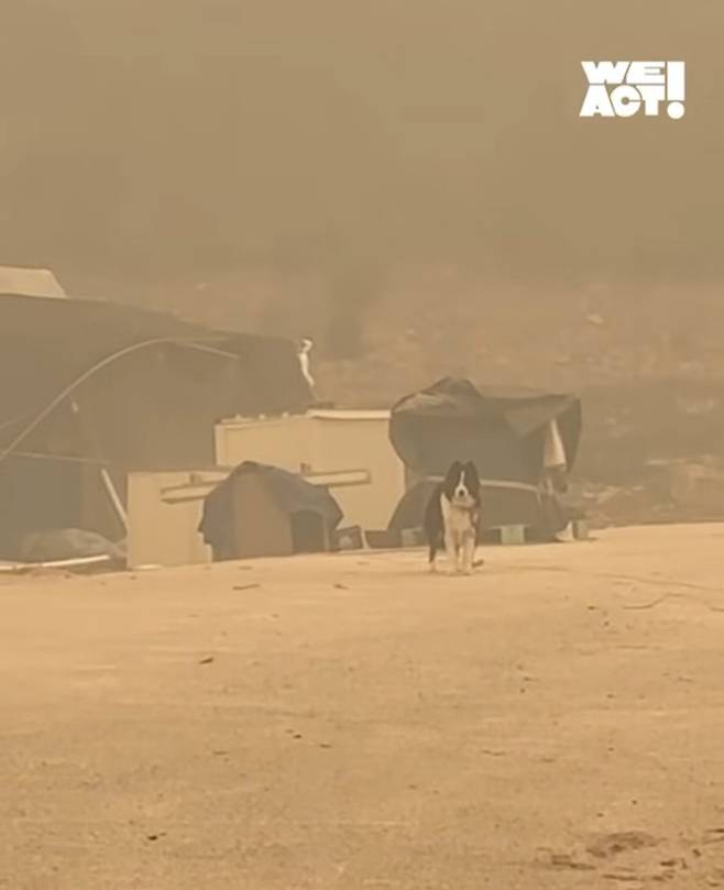 목줄에 묶여 대피하지 못한 반려견 [출처=위액트 인스타그램]