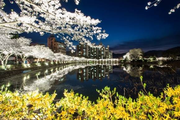 경북 김천시는 오는 29일부터 다음달 6일까지 ‘2025 연화지 벚꽃 페스타’ 를 개최한다. 사진은 연화지에 만개한  벚꽃  모습. 김천시 제공