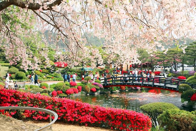 세종 베어트리파크 봄꽃 축제 [베어트리파크 제공. 재판매 및 DB 금지]