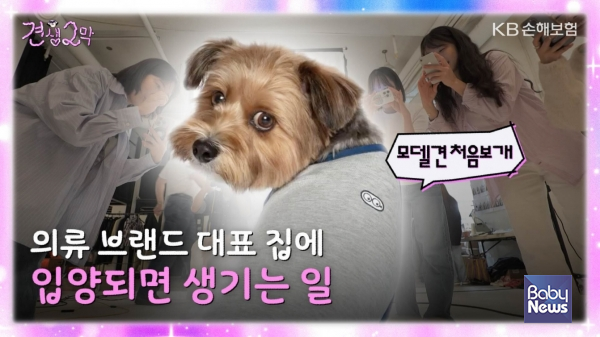 KB손해보험 펫보험 유튜브 콘텐츠 견생2막 시리즈 공개. ⓒKB손해보험