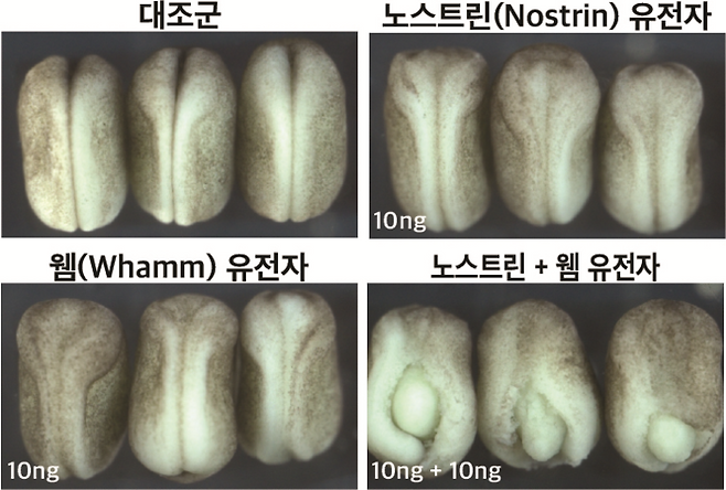 척수수막류 관련 유전자 비활성화를 통한 신경관 결손 검증 실험 결과. (김상우 교수 제공)