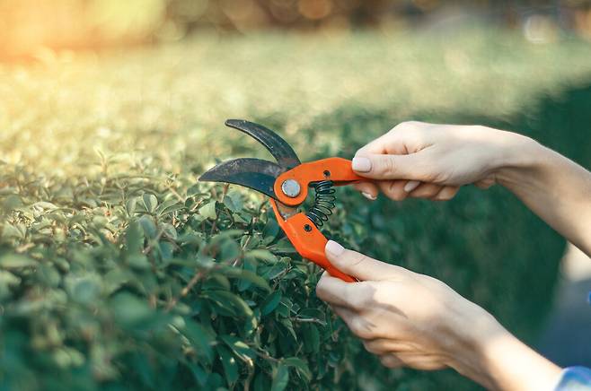 고쳐쓰기를 할 때 두 가지 과정을 밟는다. 첫 번째는 버릴 것 찾기. 두 번째는 새로운 것 찾기. 버릴 것 찾기는 가지치기, 새로운 것 찾기는 분갈이라 할까. 글을 살리기 위해서는 글을 죽여야 한다. 게티이미지뱅크