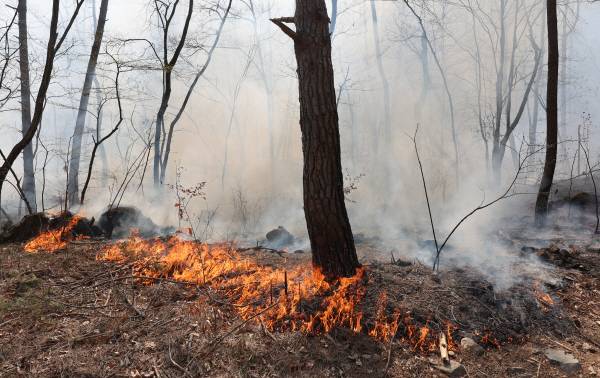 울산시 울주군 온양읍 산불 닷새째인 지난 26일 불길이 산림을 태우고 있다. 연합뉴스