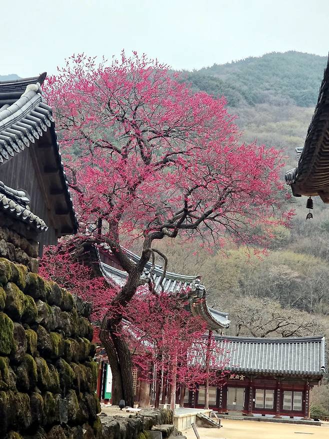 [구례=뉴시스] 구례 화엄사 화엄매가 27일 활짝 피어 있다. (사진=전남사무소 제공) 2025.03.27. photo@newsis.com *재판매 및 DB 금지