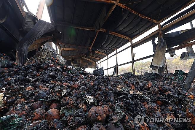 불타버린 사과 (의성=연합뉴스) 김도훈 기자 = 25일 경북 의성군 의성읍 중리리의 불에 탄 사고창고에 불에 탄 사과들이 흐트러져 있다. 2025.3.25 superdoo82@yna.co.kr