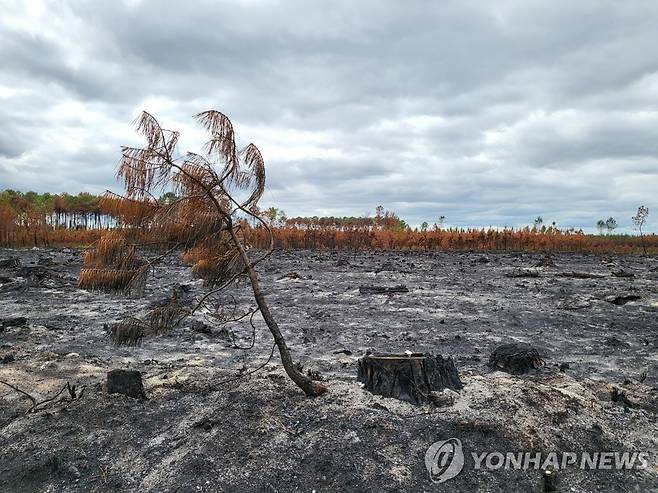 황폐해진 프랑스 지롱드주 랑디라 숲 [연합뉴스 자료사진]