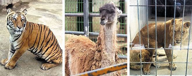 강원도 강릉시에서 ‘쌍둥이 동물 농장’을 운영하는 남우성씨가 전국을 돌면서 거둔 다치고 병든 동물들. 맨 왼쪽부터 대퇴부 장애를 갖고 태어난 여덟 살 호랑이 ‘루시’. 또래에 비해 덩치가 왜소하다. 안구 적출 수술을 받은 뒤 ‘보기 흉하다’는 관람객 민원에 경기 일산의 한 동물원 골방에 방치됐던 과나코. 맨 오른쪽은 어미에게 버림받은 뒤 2023년 경기 가평의 동물원에서 온 암·수사자 한 쌍의 모습. /강릉=구아모 기자