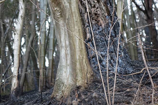 2025년 3월24일 경남 산청군 시천면 유점마을 대나무숲의 서어나무(가운데 수피가 매끈한 나무)와 소나무. 나무 종류에 따라 불을 퍼트리기도 막아주기도 한다는 점을 확인할 수 있다. 김양진 기자