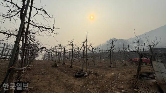 27일 화마가 휩쓸고 지나간 경북 청송의 한 사과나무 밭이 앙상한 가지를 드러내고 있다. 청송=문지수 기자