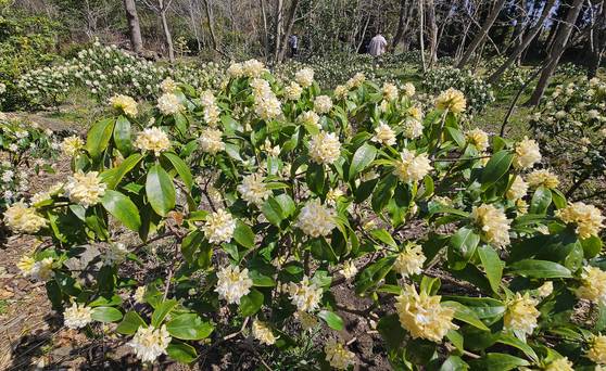 제주도에 백서향꽃이 만개했다. 백서향꽃 향기가 진동하면 봄이 왔다는 뜻이다.