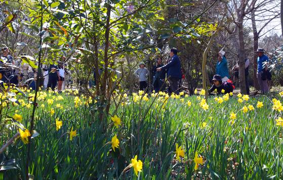 서귀포문화사업회 이석창 회장이 탐방객에게 활짝 핀 수선화를 설명하고 있다.