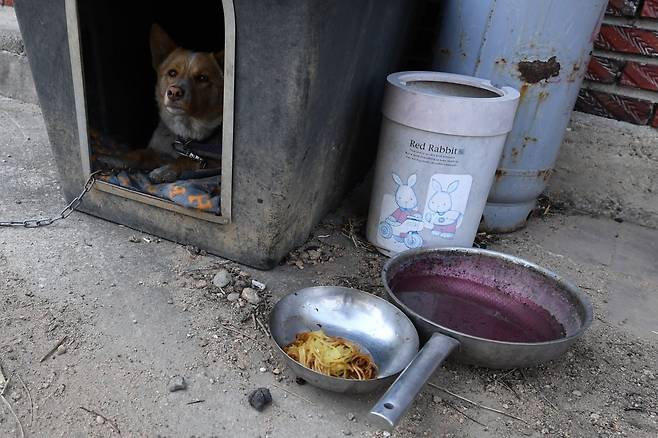 지난 22일 경북 의성군에서 시작된 산불이 강풍을 타고 영덕군까지 확산된 26일 오후 영덕읍 한 주택에서 산불에 놀란 강아지가 검댕을 뒤집어 쓴 채 앉아있다. 사진=뉴스1