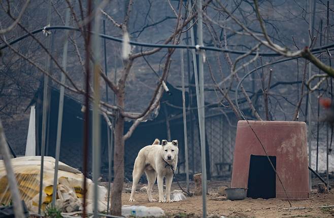 전국 곳곳에 산불이 이어지고 있는 27일 오전 경북 의성군 한 사과밭에 강아지 한 마리가 자리를 지키고 있다. 사진=뉴스1