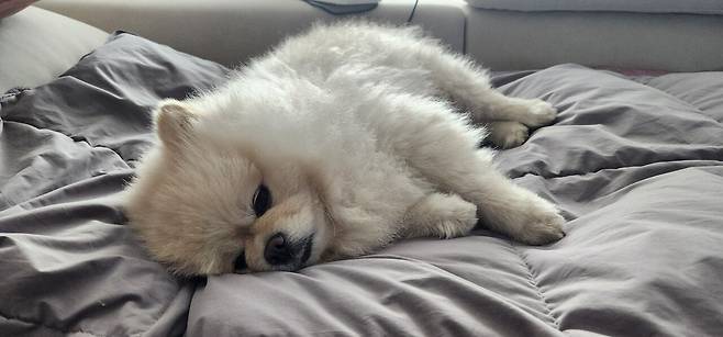 20250329_143822.jpg 기절한 울집 포메