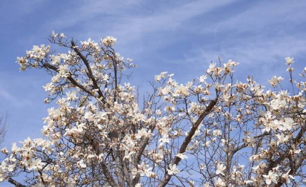 중국에서 귀화해 가장 대중적인 백목련의 모습입니다. 일반적으로 목련이라하면 백목련을 지칭하게 되었습니다.