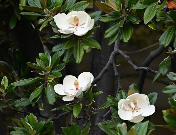 미국 남동부가 원산입니다. 우리나라 남부지방에서 심어 기릅니다.