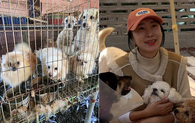 제보자 효경씨가 본인이 운영하는 사설 유기동물보호소 쁘띠하우스에서 구조한 개들과 함께 카메라에 담겼다. 효경씨는 인근 공공 보호소에서 수용하지 못하는 유기견 혹은 피학대 동물을 연 100마리 가량 구조해 돌보며 입양까지 진행하고 있다.