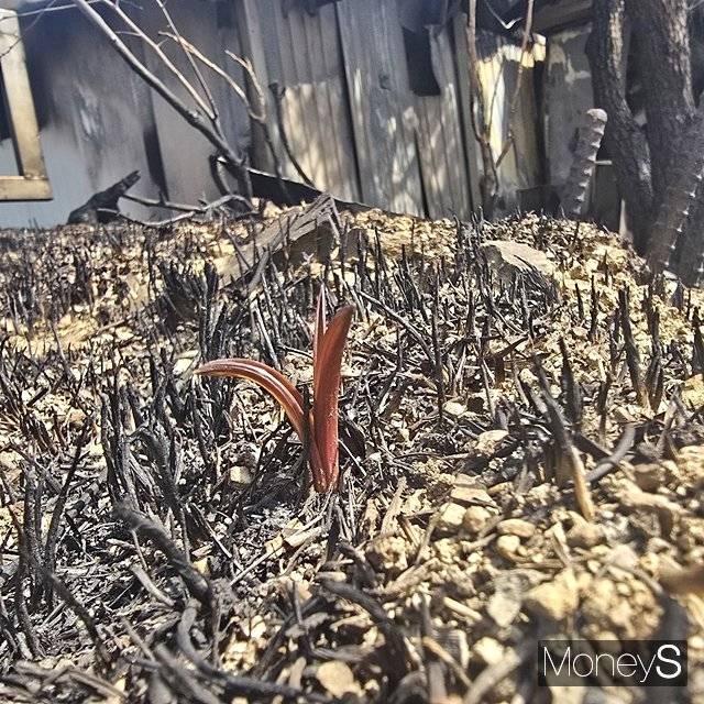 잿더미가 된 기자의 건물터에서 발견한 작은 새싹, 불길도 재도 그 생명을 꺽지 못했다./사진=황재윤 기자