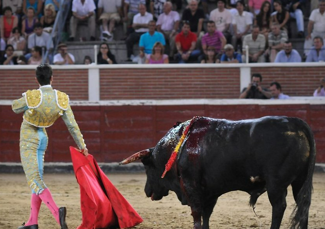 한 투우 경기 모습. 등에 여러 개의 창이 꽂힌 황소가 피를 흘리고 있다.[We animals 홈페이지 갈무리]