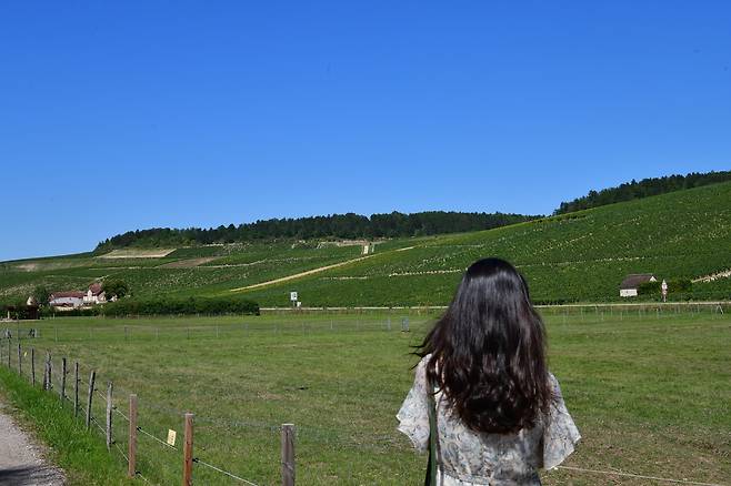 샤블리 포도밭 전경. 최현태 기자