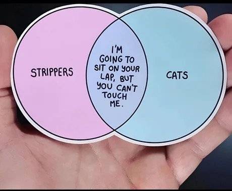 aVvg05w_460swp.webp.ren.jpg 스트리퍼와 고양이의 공통점