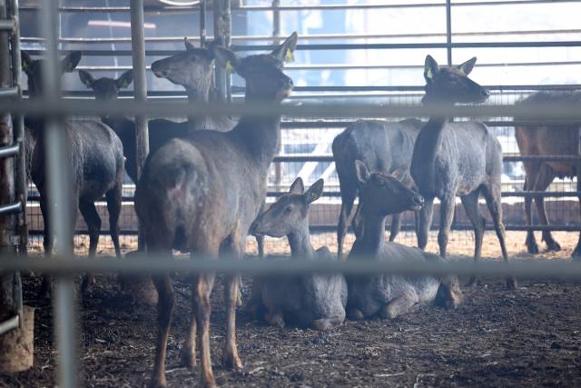 27일 경북 안동시 길안면 사슴농장에 있던 사슴들이 산불에 검게 그을려 있다. 안동=연합뉴스