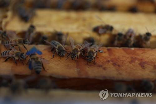 꿀벌 [AFP=연합뉴스 자료사진]