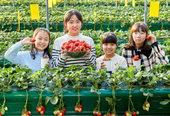 서울시농업기술센터를 찾아 도시에서의 농업활동에 대해 알아본 전서진·박지안 학생기자와 고가람 학생모델, 박서현 학생기자(왼쪽부터)가 스마트농장서 딸기를 수확하며 도시농업·치유농업을 체험했다.