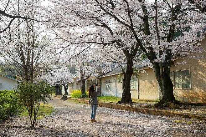 벚꽃 만개한 동부사택 [동해시 제공. 재판매 및 DB 금지]