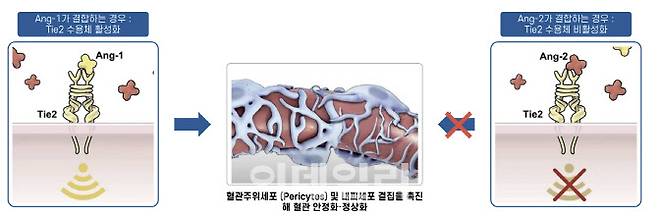 MT-101은 직접 Tie-2 수용체에 결합해 활성을 유도한다. 이를 통해 혈관 정상화를 하는 기전이다. (제공=큐라클)