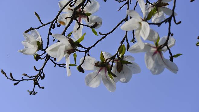토종 목련. 꽃 아래쪽에 어린잎이 1~2개 붙어 있다.