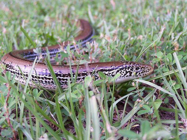 근접 포착한 무족도마뱀. 발만 없을 뿐 영락없는 도마뱀의 모습이다. /G. Orcutt. Reptiles of North California