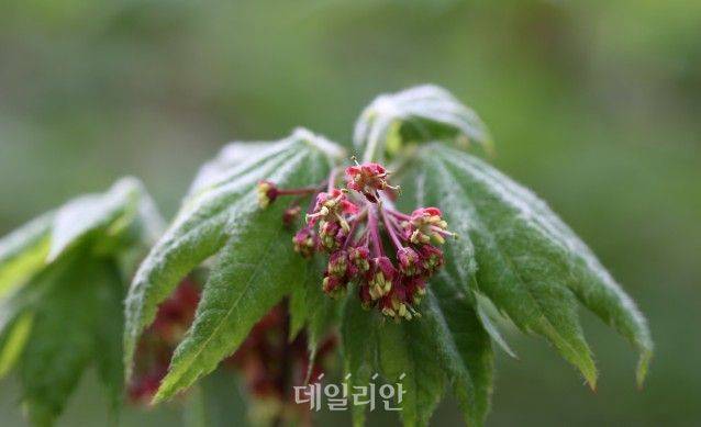 당단풍나무 모습. ⓒ국립낙동강생물자원관