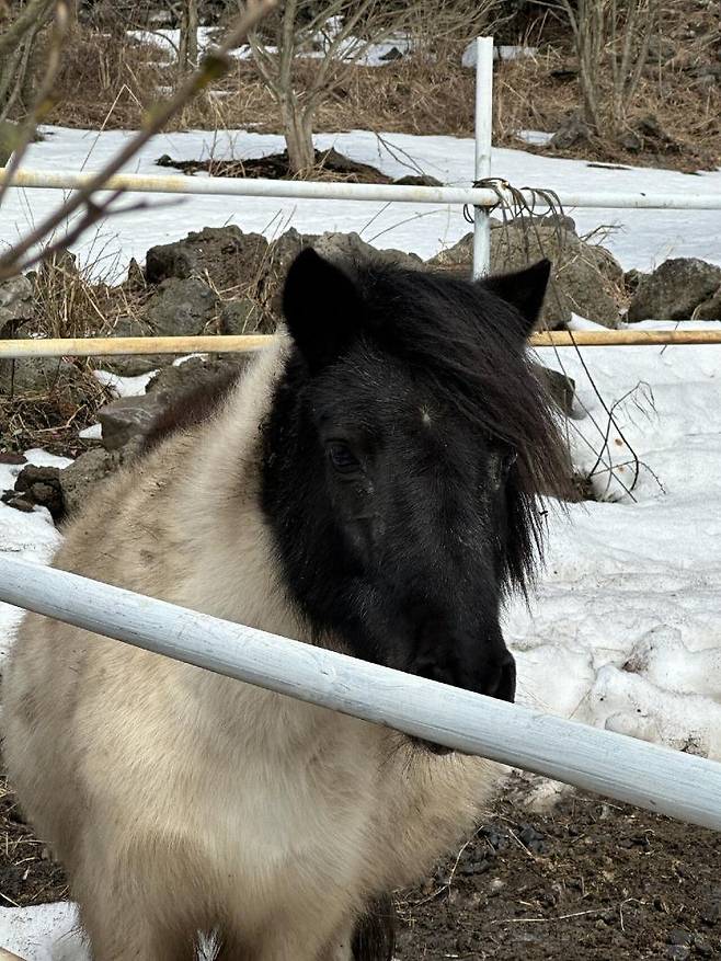 Internet_20250401_193216_3.jpeg 제주도에서 희찬이형 만남