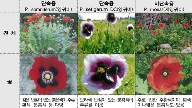 단속용 양귀비와 비단속용 양귀비