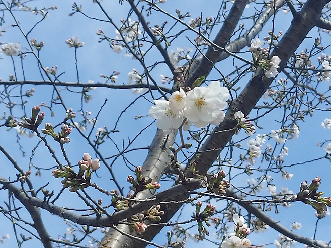 지난 29일 경남 창원시 진해구 여좌천 인근의 벚꽃나무에 벚꽃이 피어있다. 기상청 제공