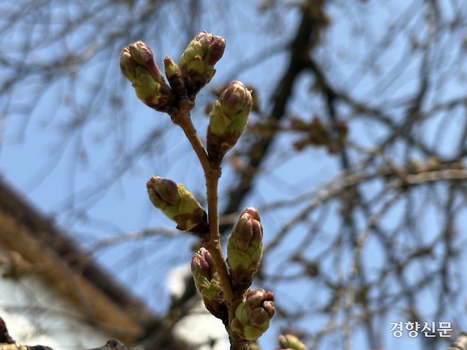 31일 서울 종로구 서울기상관측소 계절 관측표준목인 왕벚나무에 꽃봉오리가 맺혀 있다. 오경민 기자