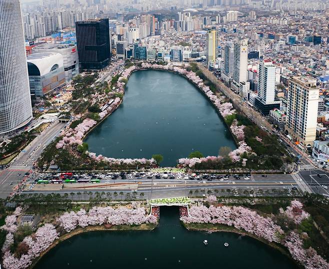 지난해 ‘2024 호수벚꽃축제’ 당시 석촌호수에 핀 벚꽃 모습. 송파구 제공