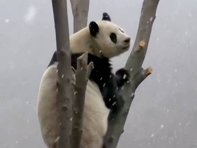 3월31일 푸바오가 공개방사장 나무 위에 올라가 봄에 내린 서설을 감상하고 있다.