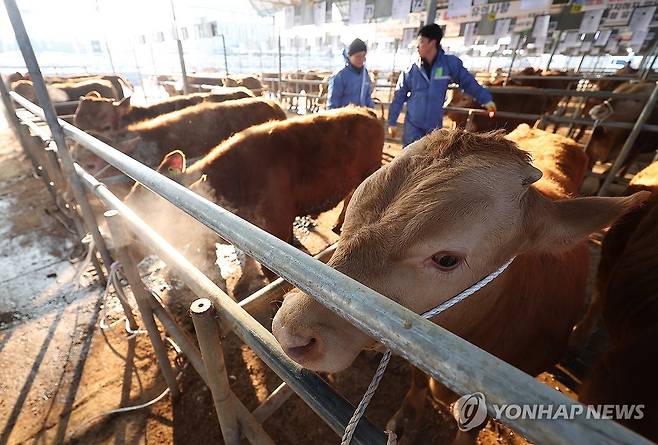 구제역 확산 긴장감 속 열린 고령 우시장 [연합뉴스 자료사진]