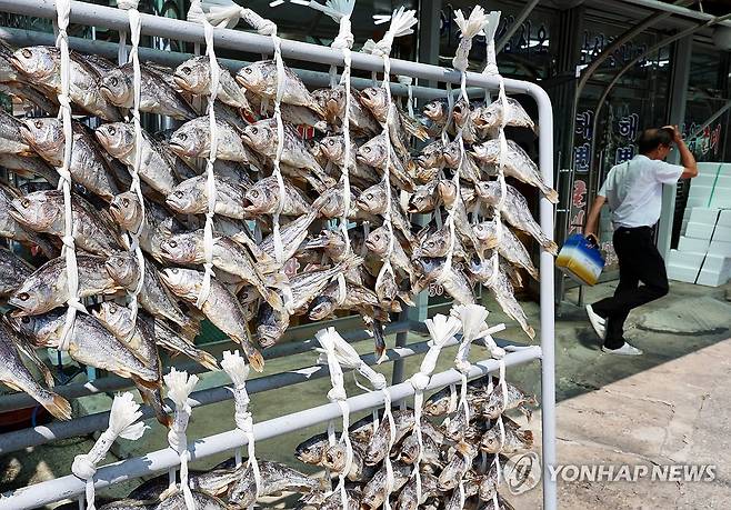 '꾸덕꾸덕' 마르는 영광굴비 [연합뉴스 자료사진]