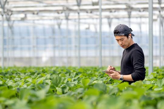 그린팜스글로벌의 직영 농장 모습