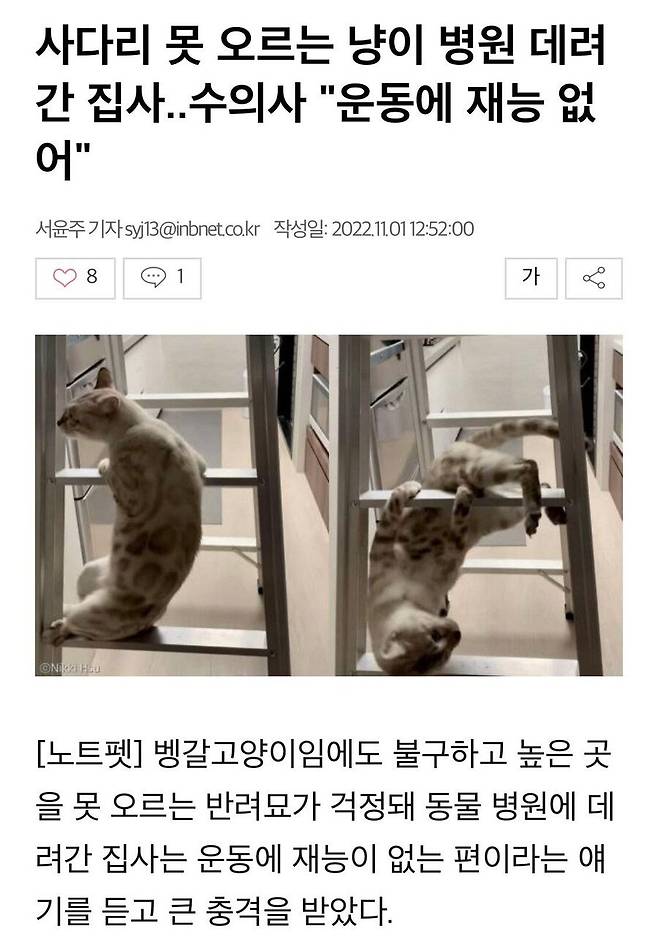 IMG_6038.jpeg 고양이가 사다리를 못올라서 동물병원갔더니 충격소식.gif