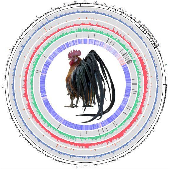▲긴꼬리닭의 차세대 참조표준 범유전체 지도 ⓒ농촌진흥청