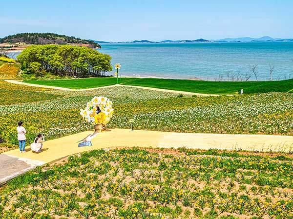 선도의 수선화 군락. 해마다 섬 인구의 수십배에 달하는 뭍사람들이 이 광경을 보기 위해 찾아오고 있다. 올해 축제는 4월 4일부터 4월 13일까지 선도에서 열린다.