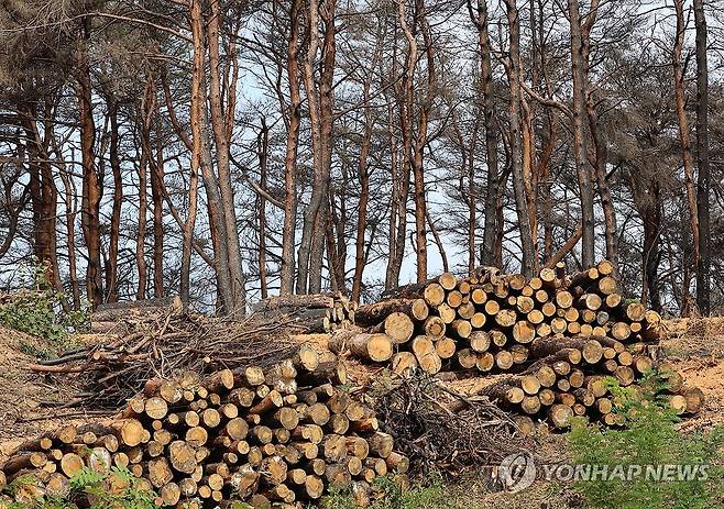 황량한 강릉산불 피해지 (강릉=연합뉴스) 2023년 4월 대형산불이 발생한 강원 강릉시 경포 일원에 피해목 벌채가 이뤄지면서 곳곳에 나뭇더미가 쌓여 있다. [연합뉴스 자료사진]