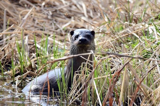 광주 북구 용봉제에 나타난 수달 [독자 제공. 재판매 및 DB 금지]