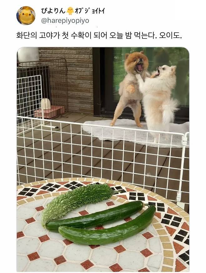 오이 사진을 올렸는데 강아지가 화제된 트윗