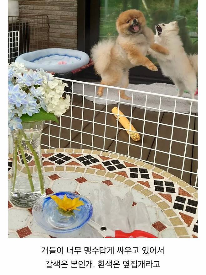 오이 사진을 올렸는데 강아지가 화제된 트윗